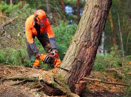 Trusted Gun Barrel City, TX  Tree Services Experts