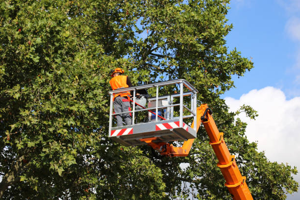 Best Seasonal Cleanup  in Gun Barrel City, TX