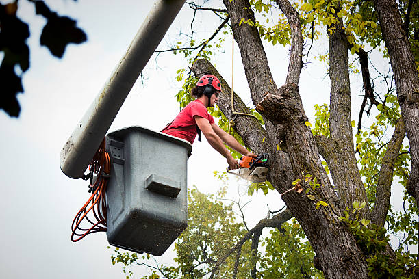 Best Tree Mulching Services  in Gun Barrel City, TX