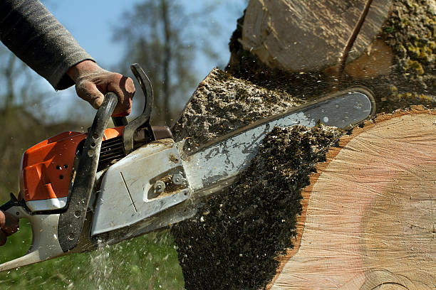 Best Stump Grinding and Removal  in Gun Barrel City, TX